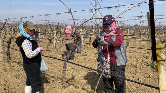 Alaşehir'de üzüm bağları sezona hazırlanıyor