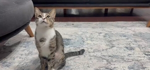 Kedinin midesindeki vantuz, 4 yıl sonra fark edilerek çıkarıldı