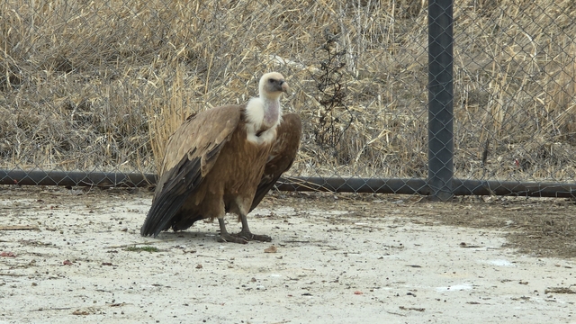 Tedavi edilen yaban kuşları özgürlüğe kanat çırpmaya hazır