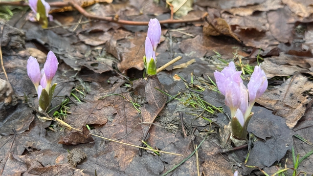 Kış şartlarının devam ettiği Şırnak'ta çiçekler açtı