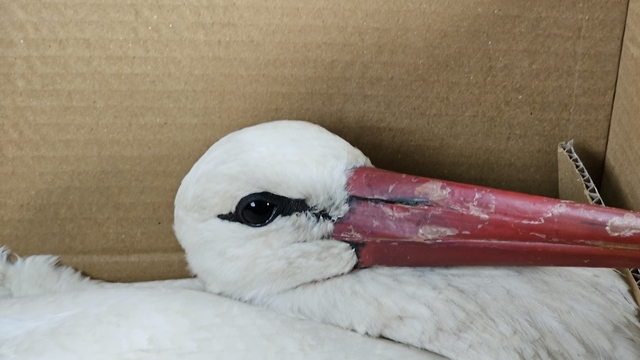 Göç yolundaki 2 leylek av tüfeğiyle vuruldu