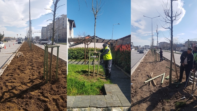 Bursa'nın 700 yıllık mirası 700 çınarla kök salıyor