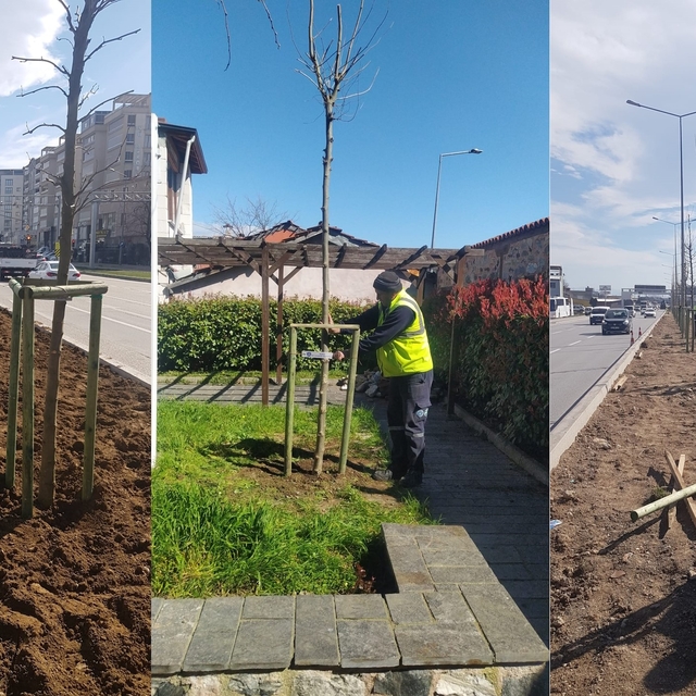 Bursa'nın 700 yıllık mirası 700 çınarla kök salıyor