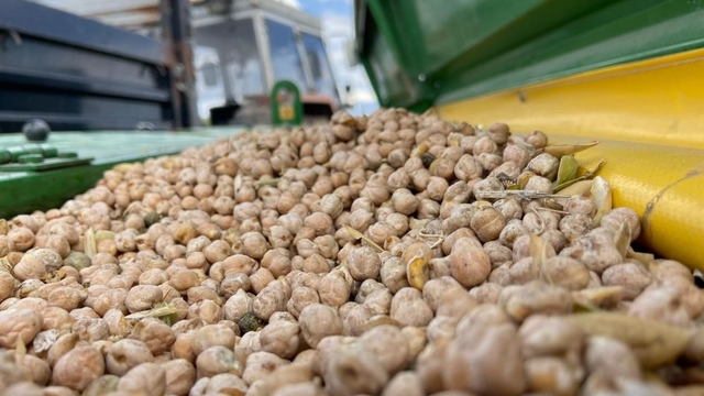 Bayburt'ta üreticilere yüzde 75 hibeli nohut tohumu desteği