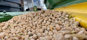 Bayburt’ta üreticilere yüzde 75 hibeli nohut tohumu desteği