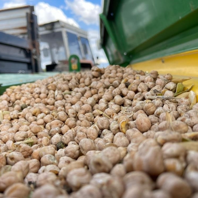 Bayburt'ta üreticilere yüzde 75 hibeli nohut tohumu desteği