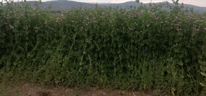 Bayburt’ta yüzde 50 hibeli bezelye tohumu desteğinde başvurular 23 Mart’ta başlıyor