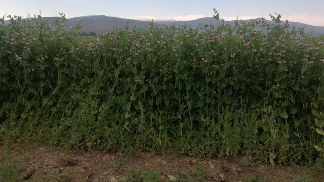 Bayburt'ta yüzde 50 hibeli bezelye tohumu desteğinde başvurular 23 Mart'ta başlıyor