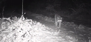 Erzincan'da yaban hayatı fotokapanla görüntüleniyor