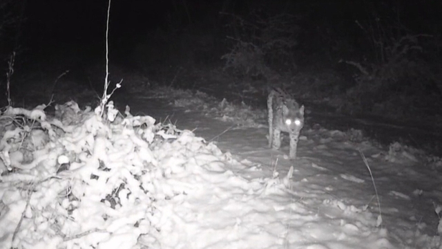 Erzincan'da yaban hayatı fotokapanla görüntüleniyor
