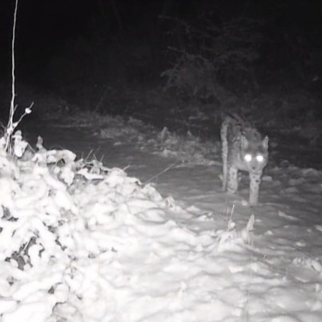 Erzincan'da yaban hayatı fotokapanla görüntüleniyor