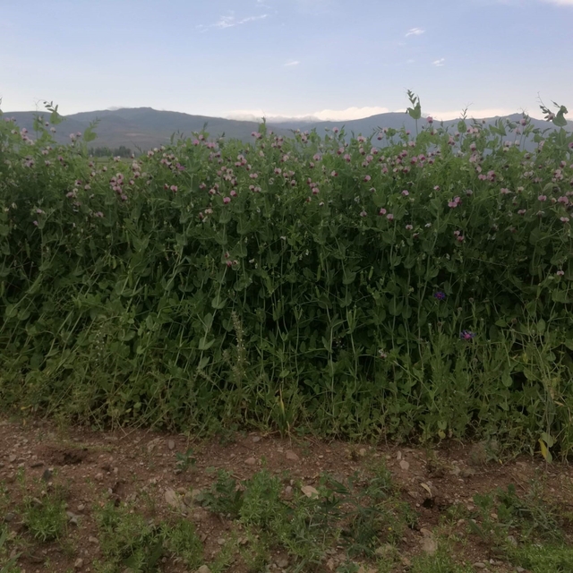 Bayburt'ta yüzde 50 hibeli bezelye tohumu desteğinde başvurular 23 Mart'ta...