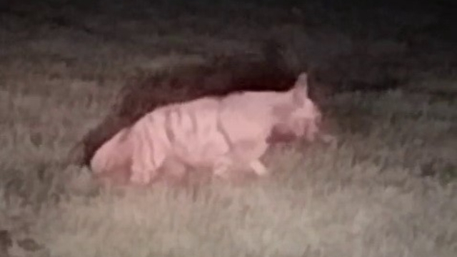 Adıyaman'da çizgili sırtlan görüldü