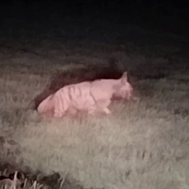 Adıyaman'da çizgili sırtlan görüldü