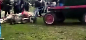 Koşmadığı gerekçesiyle ata şiddet uygulayıp bayıltan 2 şüpheli gözaltında