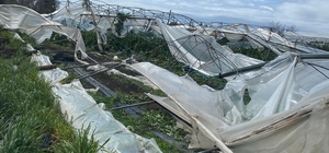 Mersin'de dolu ve fırtına tarım alanlarına zarar verdi