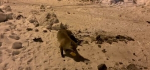 Ardahan'da bir adam, her gün evinin önüne gelen tilkiyi besliyor