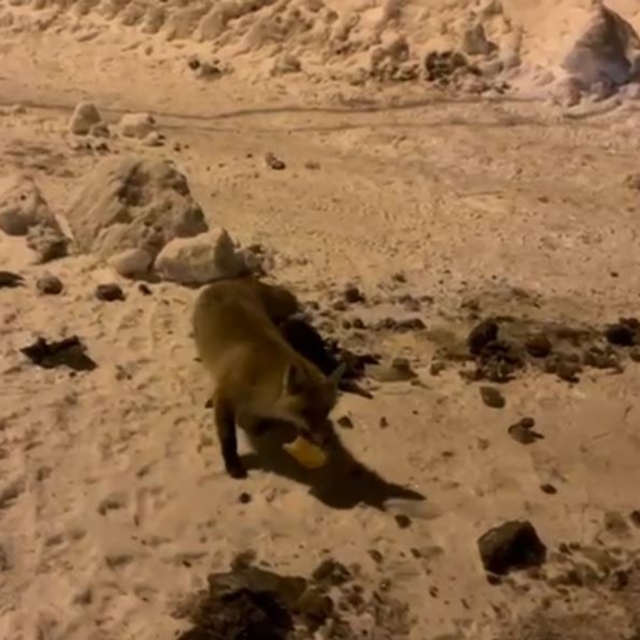 Ardahan'da bir adam, her gün evinin önüne gelen tilkiyi besliyor