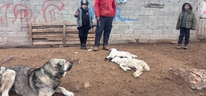 Kuzular belirti göstermeden bir anda telef oluyor Erzincan’da besiciler bilmedikleri hastalık nedeniyle endişeli: 2 haftada 50’den fazla kuzu telef oldu