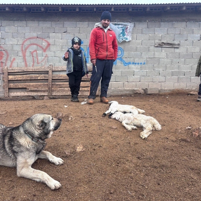 Kuzular belirti göstermeden bir anda telef oluyor
Erzincan'da besiciler bil...