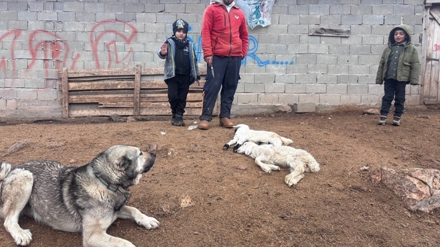 Kuzular belirti göstermeden bir anda telef oluyor
Erzincan'da besiciler bilmedikleri hastalık nedeniyle endişeli: 2 haftada 50'den fazla kuzu telef oldu