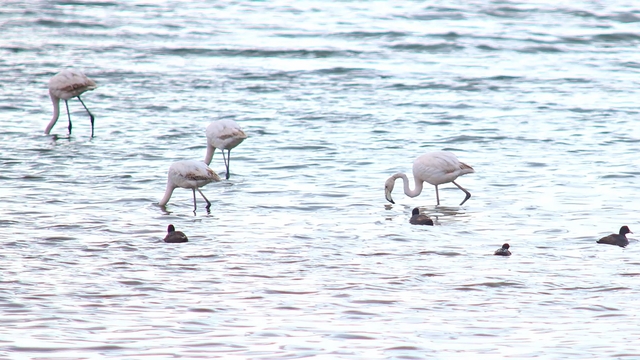 Flamingolar Van Gölü Havzası'na geri döndü