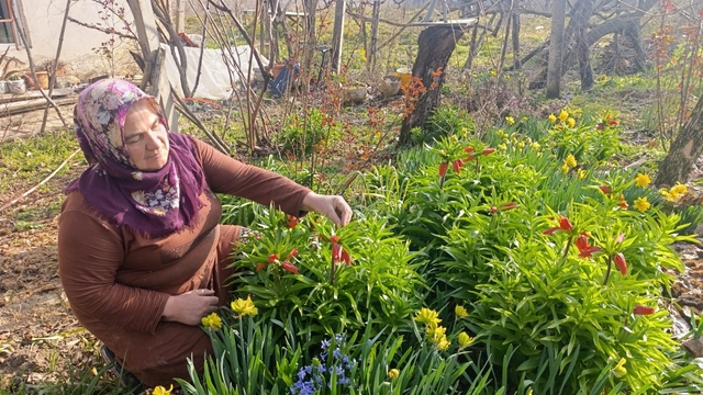 Kütahya'da "Ağlayan Gelin" güzelliği
Ters laleler 20 günlüğüne açıyor