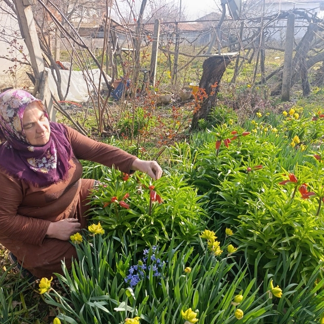 Kütahya'da "Ağlayan Gelin" güzelliği
Ters laleler 20 günlüğüne açıyor