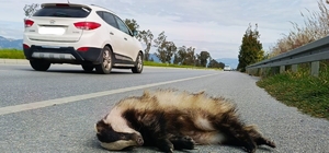 Aracın çarptığı porsuk telef oldu