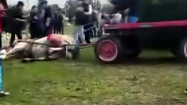 Atlara koşmadığı için şiddet uygulayan şüphelilere hayvan barınağında çalışma cezası