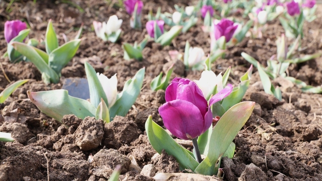 Osmangazi'nin her bir noktası çiçek açtı