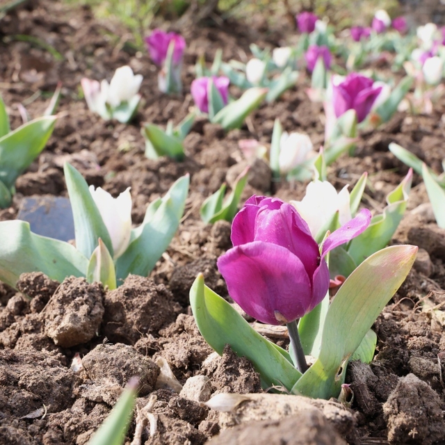 Osmangazi'nin her bir noktası çiçek açtı