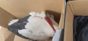 Göç yolundaki leyleklere av tüfeğiyle ateş ettiler