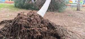 Gercüş’te sağanak ve rüzgar: Yollar suyla doldu, ağaçlar devrildi