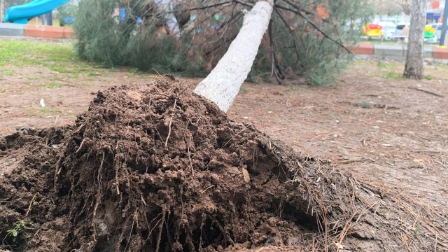 Gercüş'te sağanak ve rüzgar: Yollar suyla doldu, ağaçlar devrildi