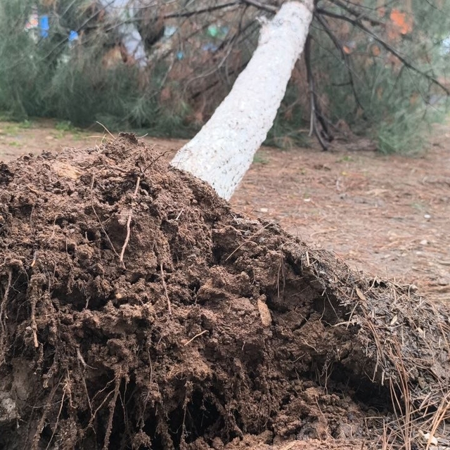 Gercüş'te sağanak ve rüzgar: Yollar suyla doldu, ağaçlar devrildi