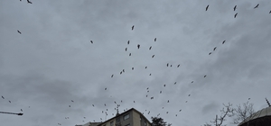 Leyleklerin gökyüzündeki dansı görsel şölen oluşturdu