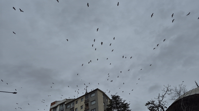 Leyleklerin gökyüzündeki dansı görsel şölen oluşturdu