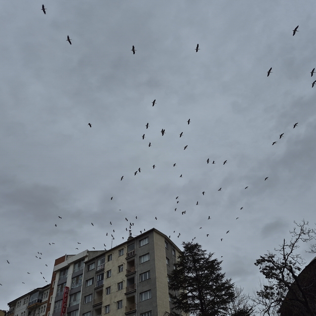 Leyleklerin gökyüzündeki dansı görsel şölen oluşturdu