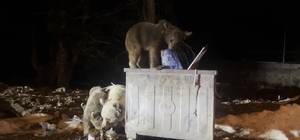 Uludağ’da kış uykusundan uyanan ayı ailesi, yiyecek ararken görüntülendi