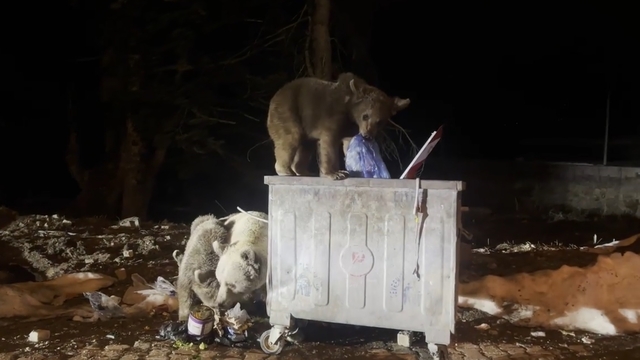Uludağ'da kış uykusundan uyanan ayı ailesi, yiyecek ararken görüntülendi