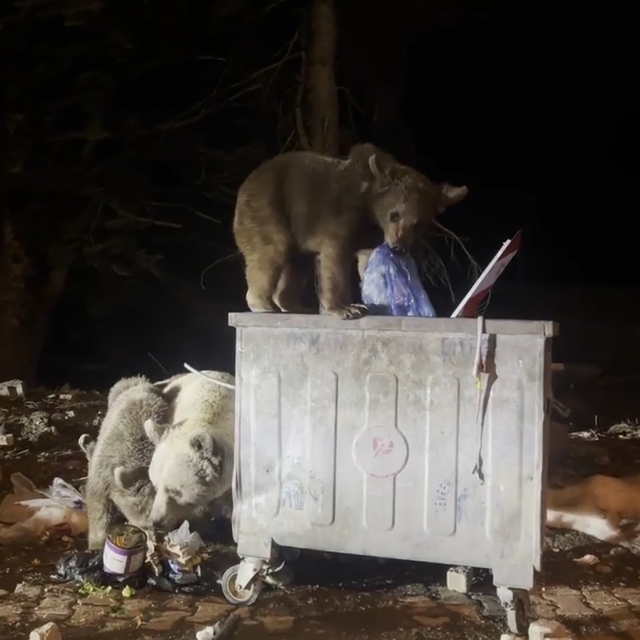 Uludağ'da kış uykusundan uyanan ayı ailesi, yiyecek ararken görüntülendi