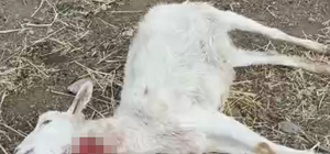 Kayseri’de yabani hayvanların saldırısına uğrayan 11 keçi öldü