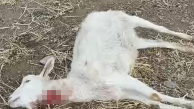 Kayseri'de yabani hayvanların saldırısına uğrayan 11 keçi öldü