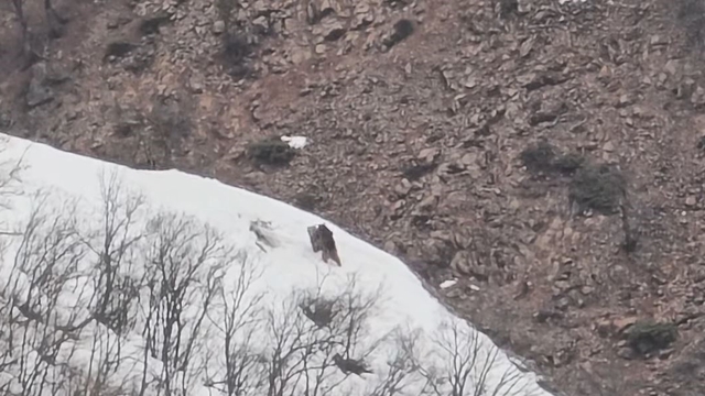 Pülümür Vadisi'nde oyun oynayan ayılar görüntülendi