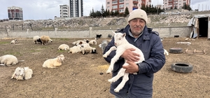 Kayseri'de yabani hayvanların saldırısına uğrayan keçilerden 6'sı telef oldu, 5'i kayboldu