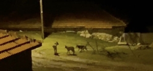 Köye inen kurt sürüsü kamerada