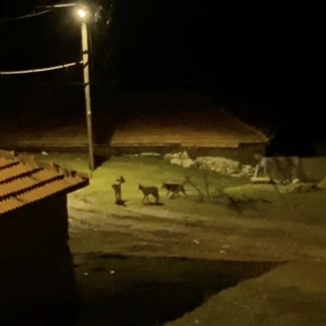 Köye inen kurt sürüsü kamerada