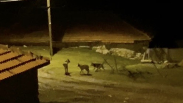 Köye inen kurt sürüsü kamerada