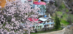 Gümüşhane'de baharın renkleri kışın beyazıyla kucaklaştı Zigana'nın yeşil yamaçlarında kendini gösteren papatyalar, karlı dağların gölgesinde baharı müjdeliyor